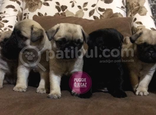 Anne Altından Irk Garantili Pug Yavrular görsel