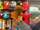 Red Brown Toy Poodle Dişi Yavrumuz
