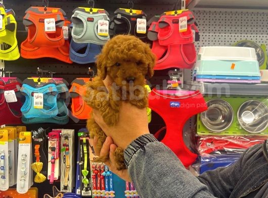 Red Brown Toy Poodle Dişi Yavrumuz görsel