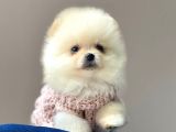 Safkan Pomeranian Boo Yavrularımız