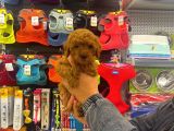 Red Brown Toy Poodle Dişi Yavrumuz