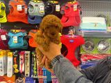 Red Brown Toy Poodle Dişi Yavrumuz