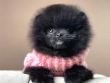 Safkan Pomeranian Boo Yavrularımız