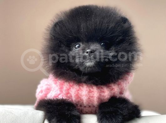 Safkan Pomeranian Boo Yavrularımız görsel