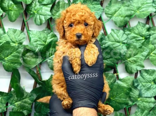 Red Toy Poodle Dişi Yavrumuz görsel