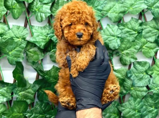 Red Brown Toy Poodle Erkek Yavrumuz görsel