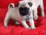 Anne Altından Irk Garantili Pug Yavrular