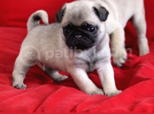 Anne Altından Irk Garantili Pug Yavrular görsel