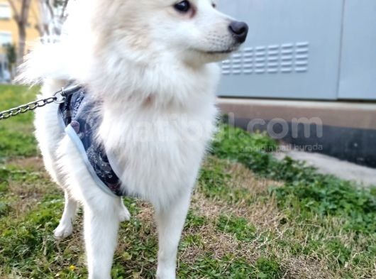 Spitz Tuvalet Eğitimli Aşıları Tam