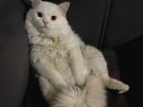 Beyaz Britishlonghair