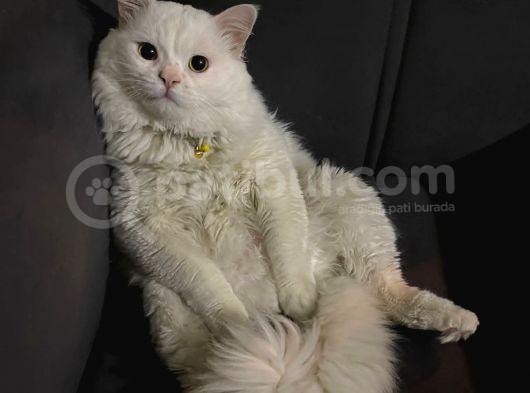 Beyaz Britishlonghair görsel