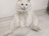 Beyaz Britishlonghair