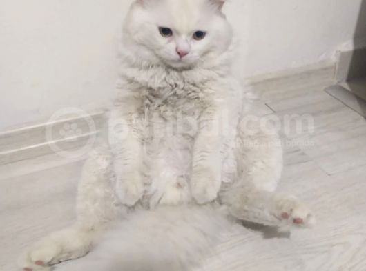 Beyaz Britishlonghair görsel