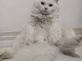 Beyaz Britishlonghair