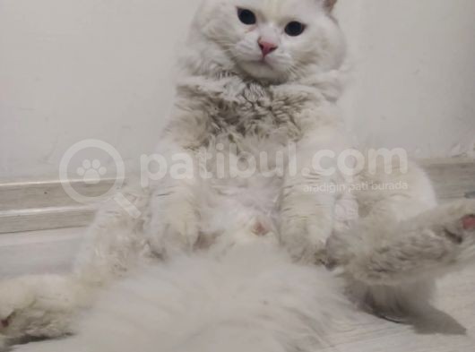 Beyaz Britishlonghair görsel