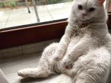 Beyaz Britishlonghair