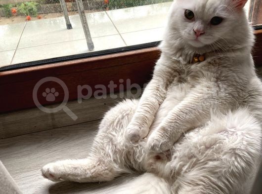 Beyaz Britishlonghair