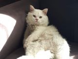 Beyaz Britishlonghair