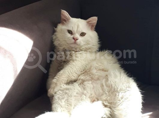 Beyaz Britishlonghair görsel
