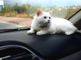Beyaz Britishlonghair
