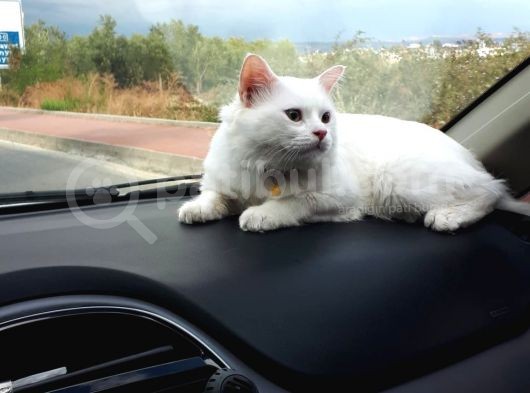 Beyaz Britishlonghair görsel