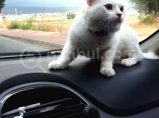 Beyaz Britishlonghair görsel