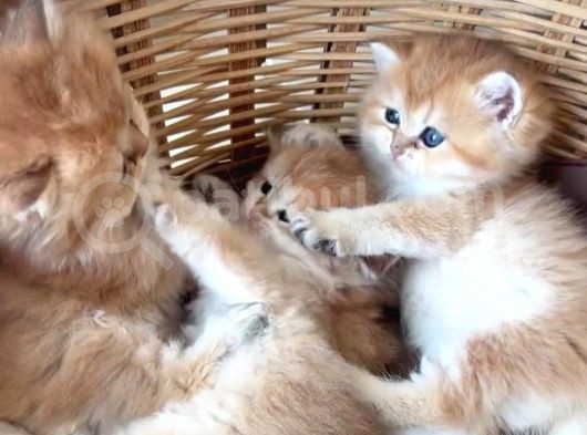 British Shorthair Ve British Longhair Yavruları