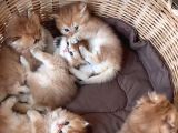 British Shorthair Ve British Longhair Yavruları
