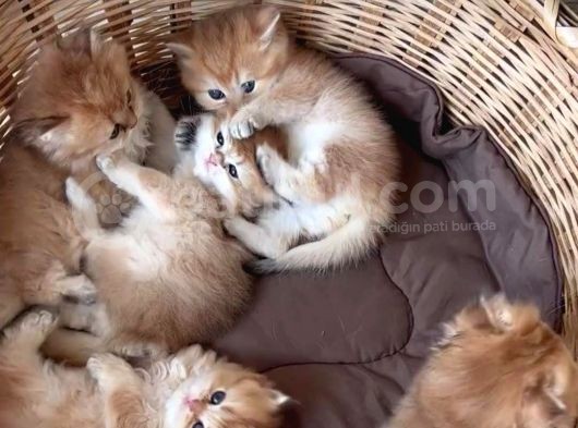 British Shorthair Ve British Longhair Yavruları görsel