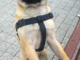 Balıkesir Merkezde Pug