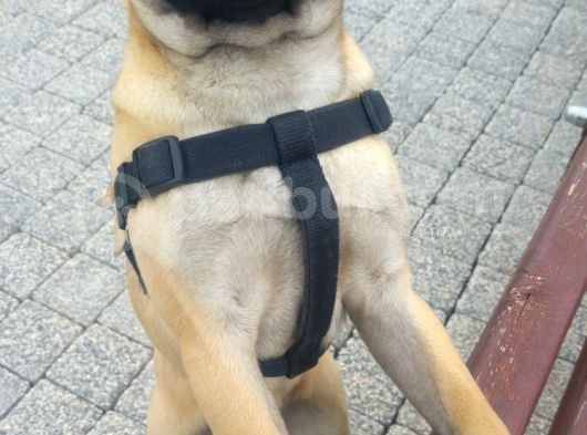 Balıkesir Merkezde Pug görsel
