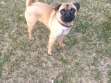Balıkesir Merkezde Pug