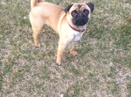 Balıkesir Merkezde Pug görsel