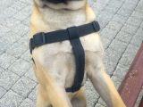 Balıkesir Merkezde Pug