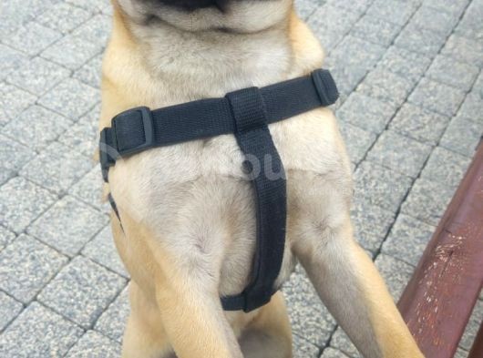 Balıkesir Merkezde Pug görsel
