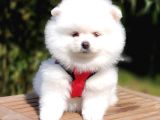 Teddy Face Pomeranian Boo Yavrularımız