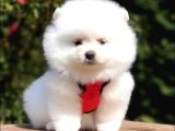Teddy Face Pomeranian Boo Yavrularımız