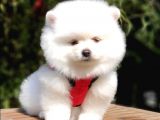 Teddy Face Pomeranian Boo Yavrularımız