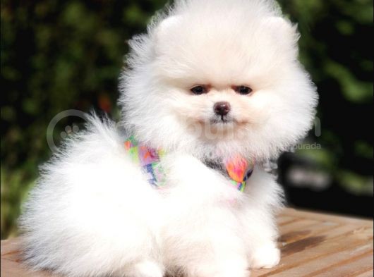 Teddy Face Pomeranian Boo Yavrularımız görsel