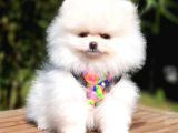 Teddy Face Pomeranian Boo Yavrularımız