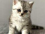Silver Tabby British Shorthair Erkek Yavrumuz