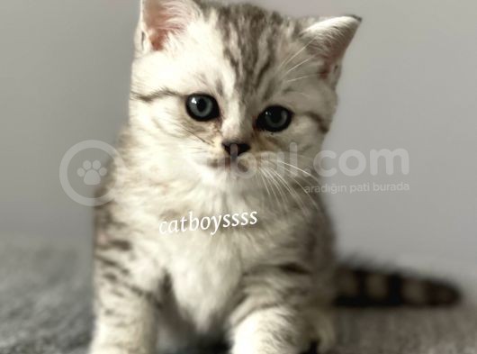 Silver Tabby British Shorthair Erkek Yavrumuz görsel