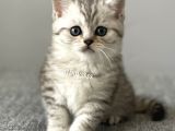 Silver Tabby British Shorthair Erkek Yavrumuz