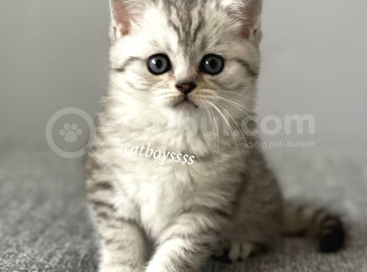 Silver Tabby British Shorthair Erkek Yavrumuz