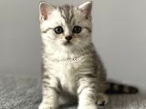 Silver Tabby British Shorthair Erkek Yavrumuz