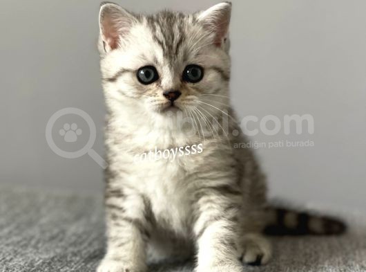 Silver Tabby British Shorthair Erkek Yavrumuz görsel