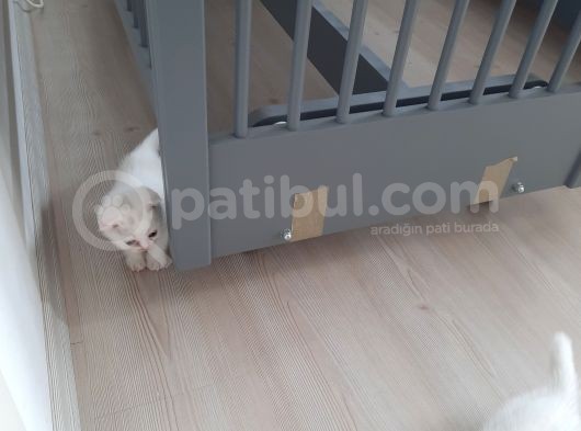 Bal Surat Safkan Anne Babadan Fold Yavrular Kirk Kulakciklar görsel