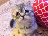 British  Tabby Erkek Yavrumuz Yuvasını Arıyo