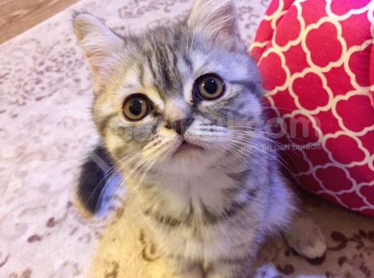 British  Tabby Erkek Yavrumuz Yuvasını Arıyo görsel