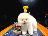Mini Boy Fizik Yapısına Sahip Pomeranian Boo Yavrumuz